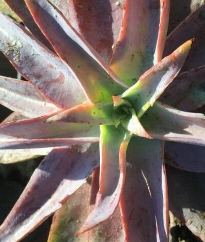 Echeveria novogaliciana — houseplant care guide