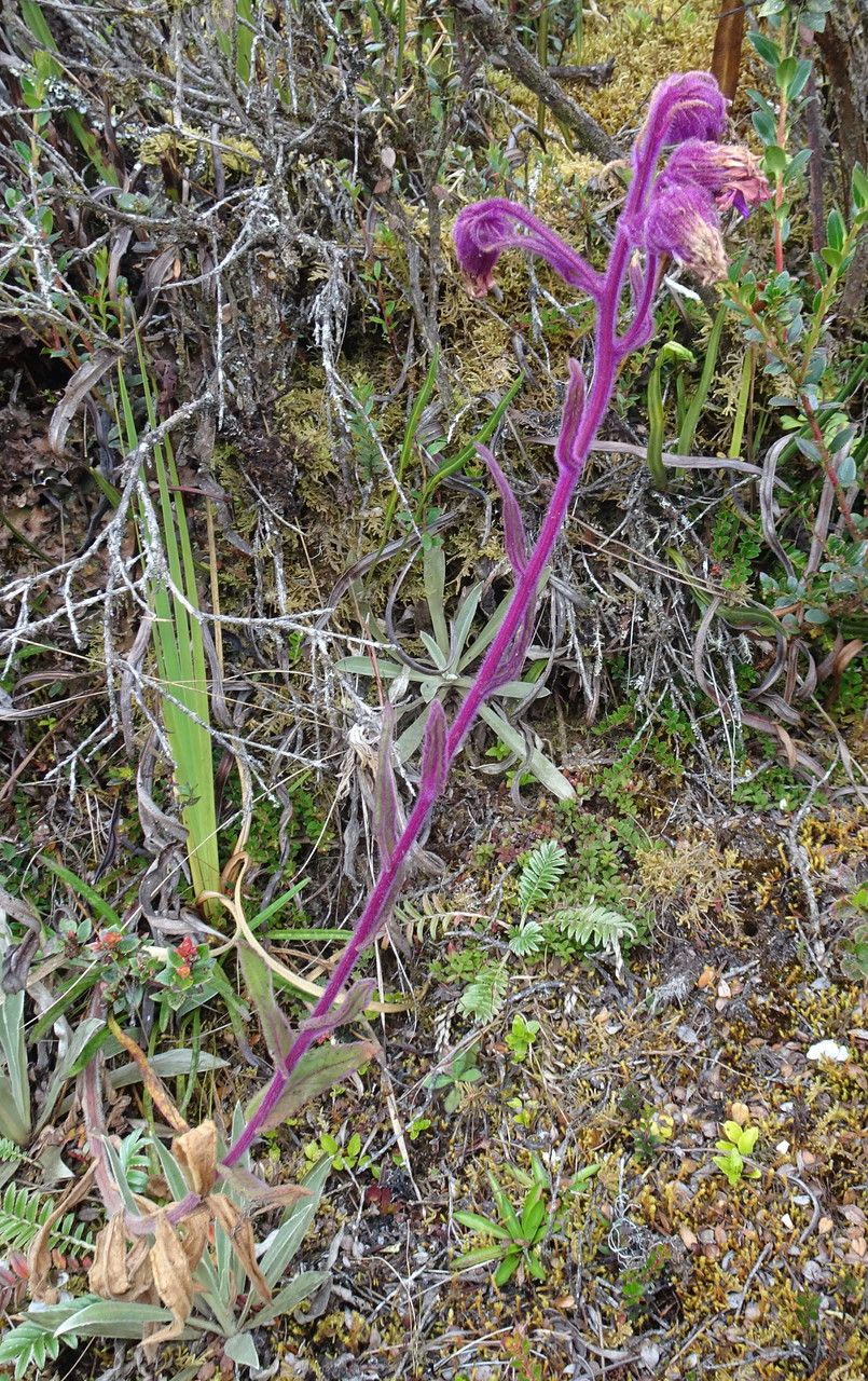 Senecio formosoides habit