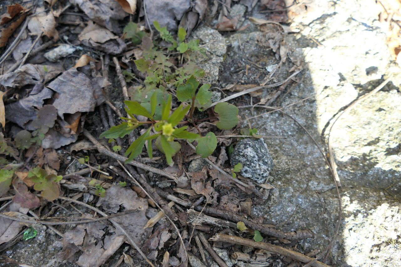 Ranunculus abortivus leaf
