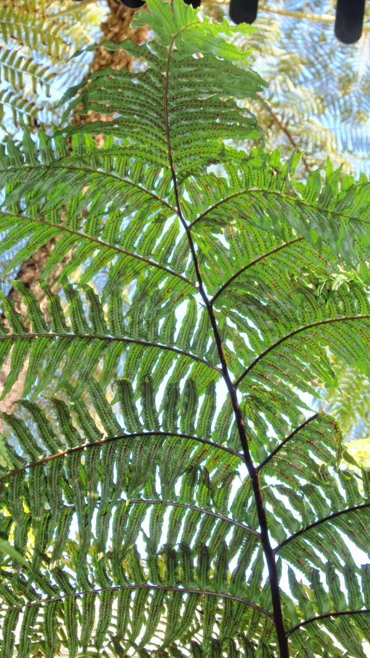 Cyathea baileyana leaf