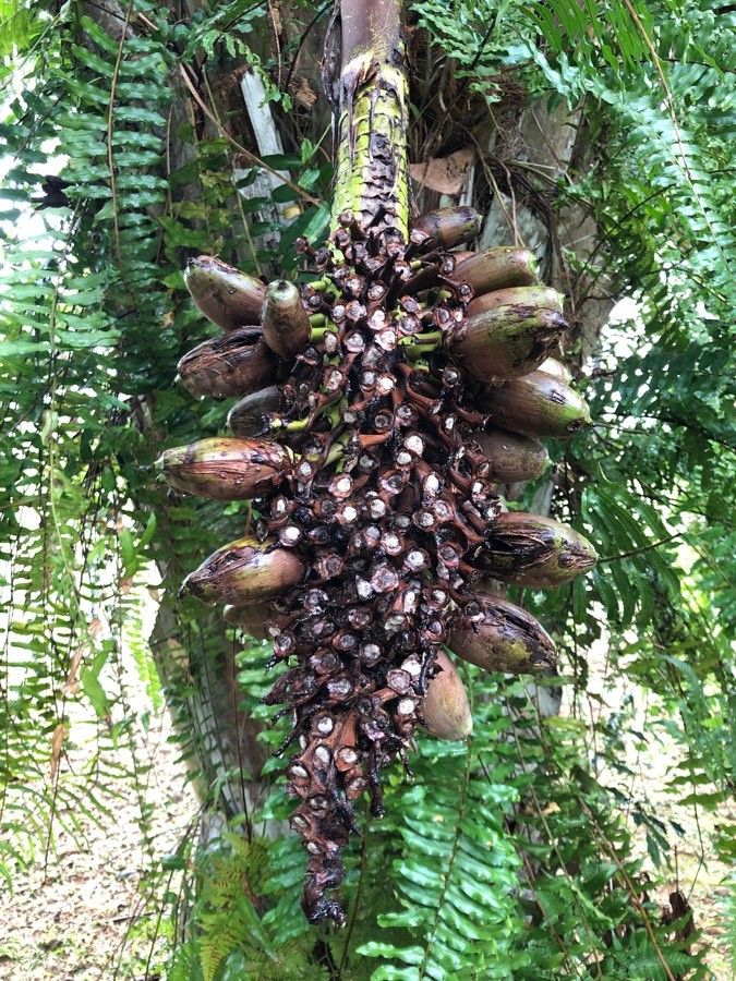 Attalea cohune fruit