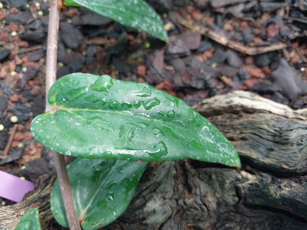 Begonia komoensis leaf
