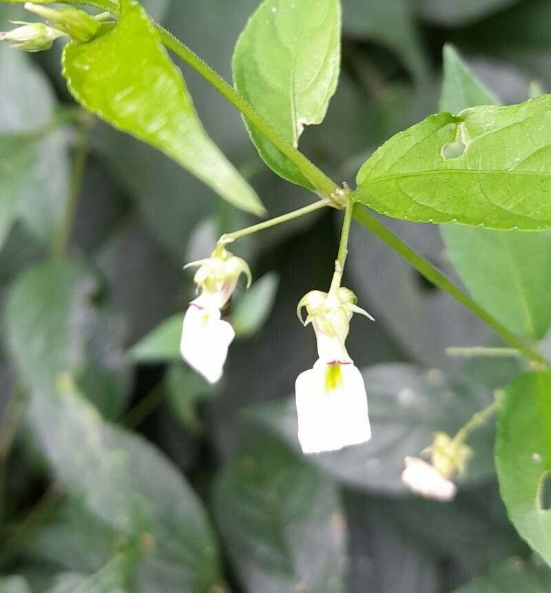 Hybanthus bigibbosus — related species from the same genus