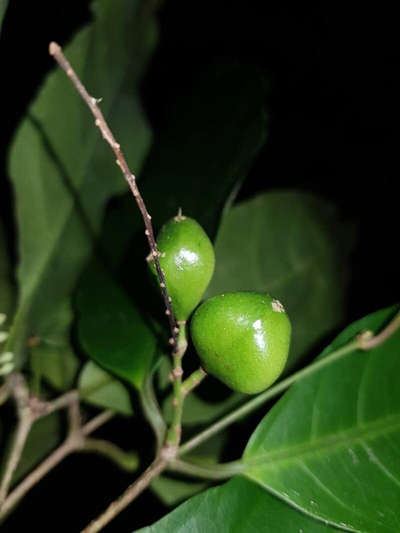 Rinorea lindeniana fruit
