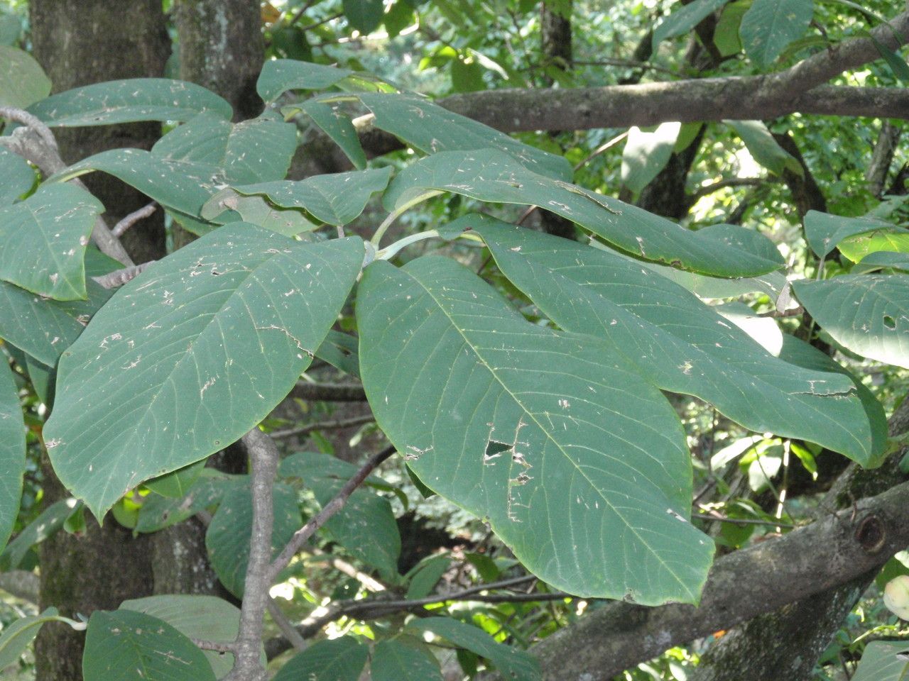 Magnolia campbellii leaf