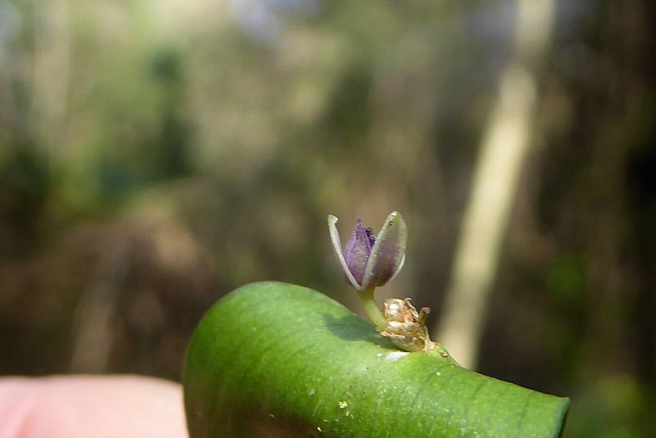 Ruscus aculeatus flower