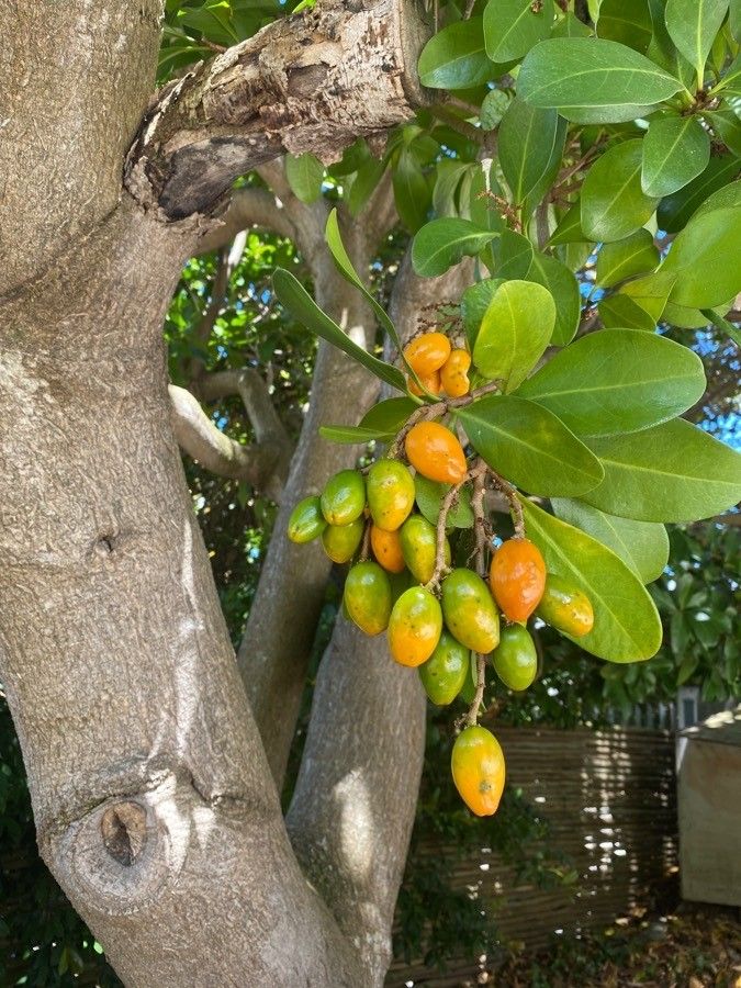 Corynocarpus laevigatus fruit