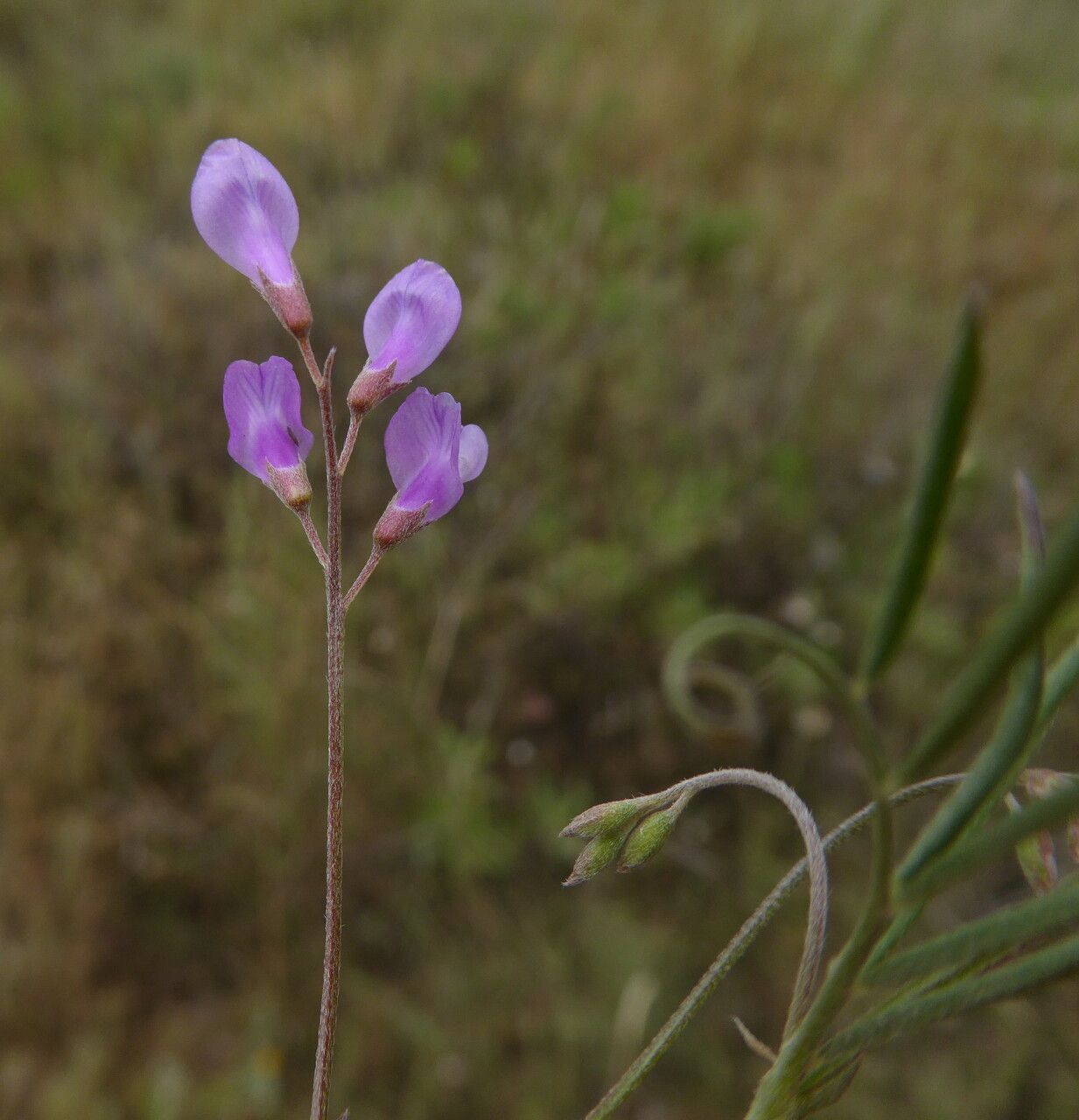 Vicia pubescens flower