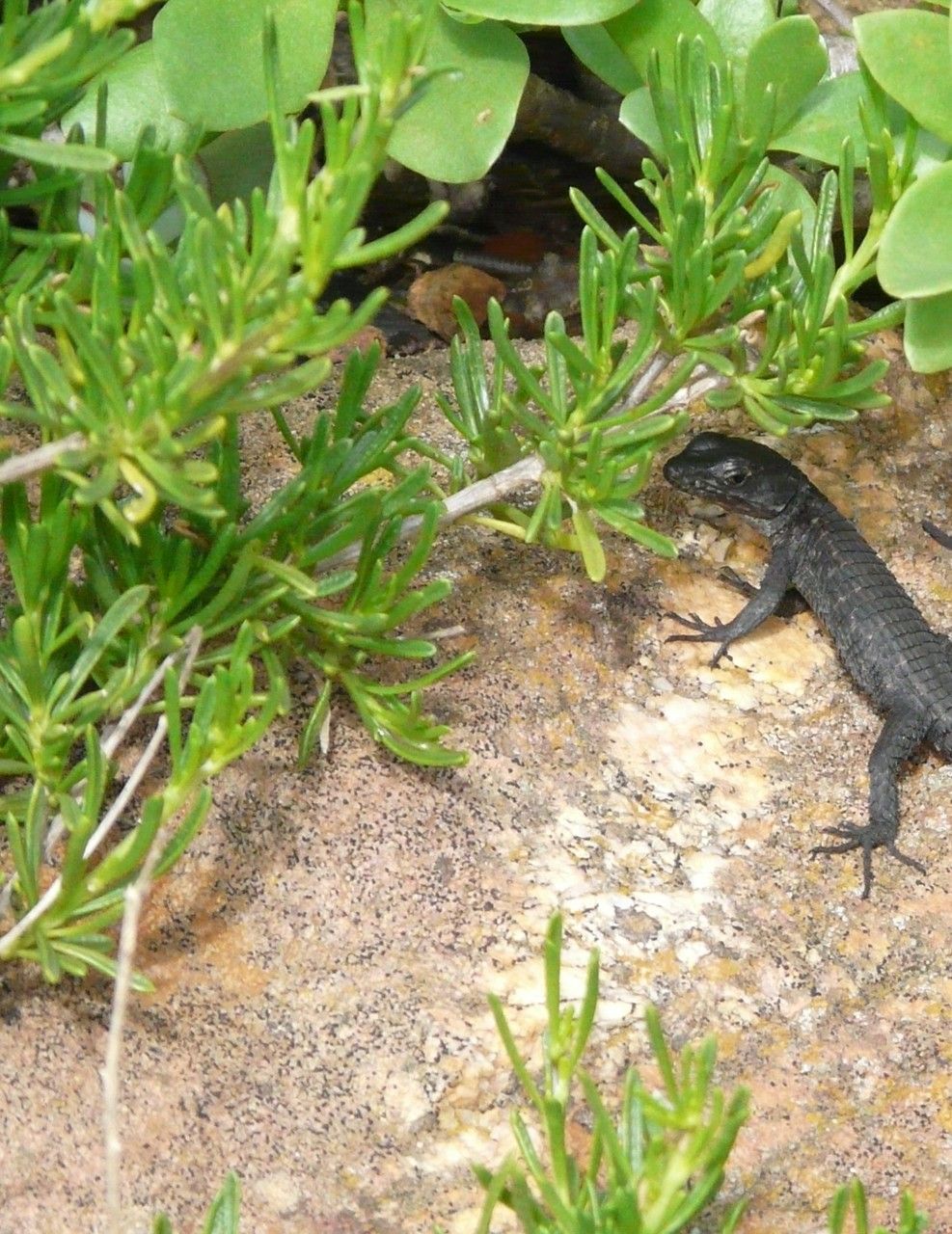Asparagus rubicundus — search result for 'Namibia'