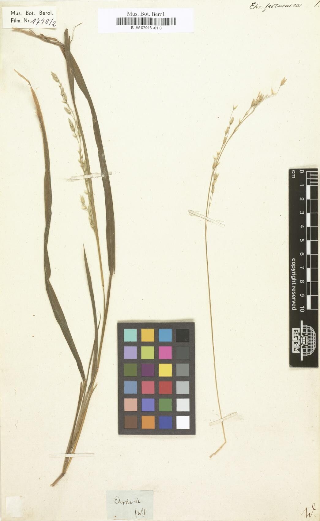 Ehrharta festucacea — related species from the same genus