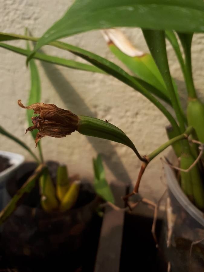 Coelogyne flaccida fruit