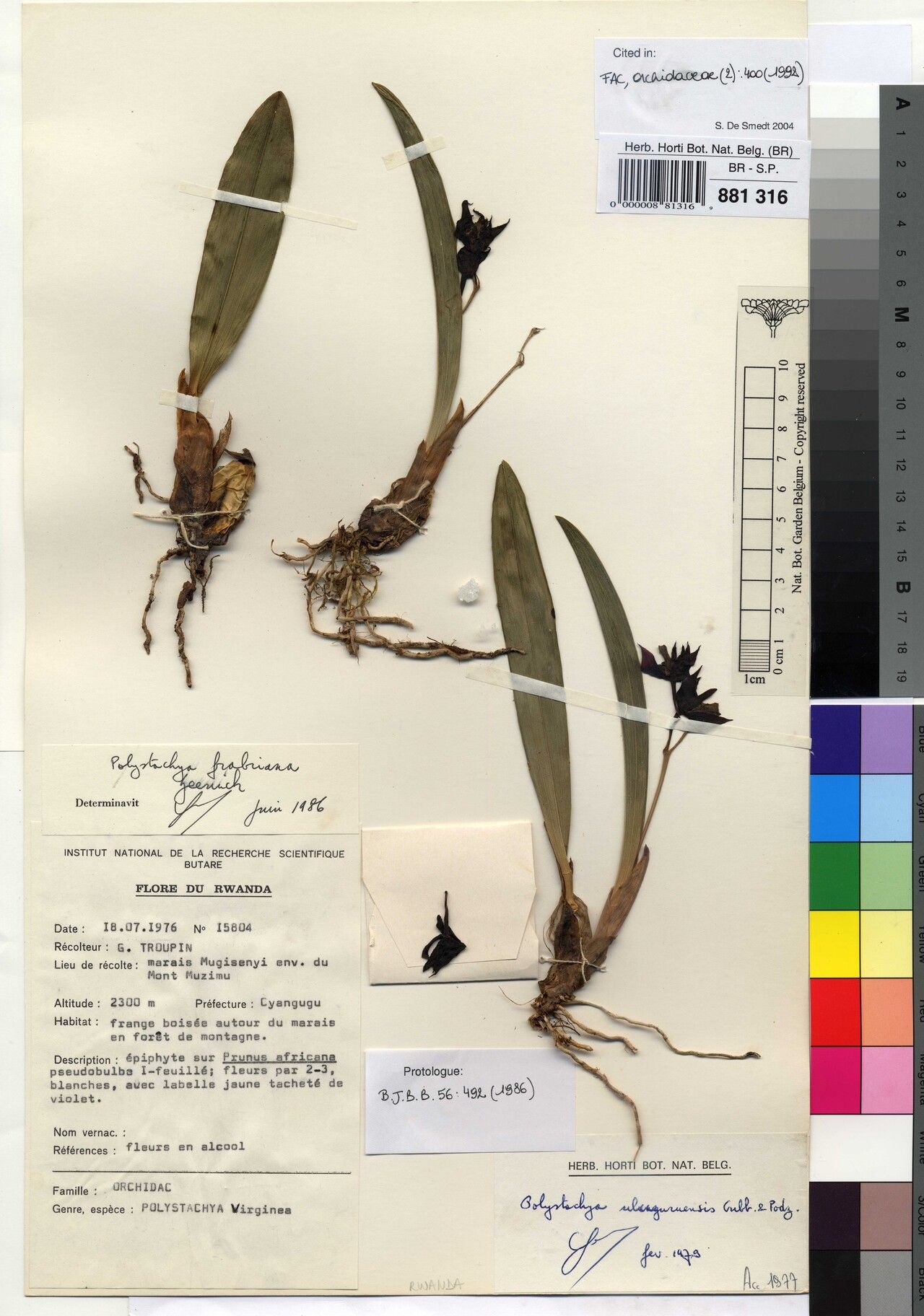 Polystachya fabriana — houseplant care guide