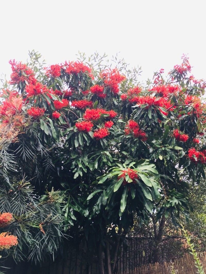 Alloxylon flammeum — search result for 'Proteaceae'