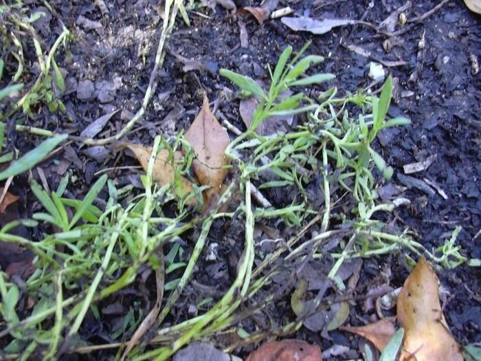 Euploca procumbens — search result for 'Euploca'