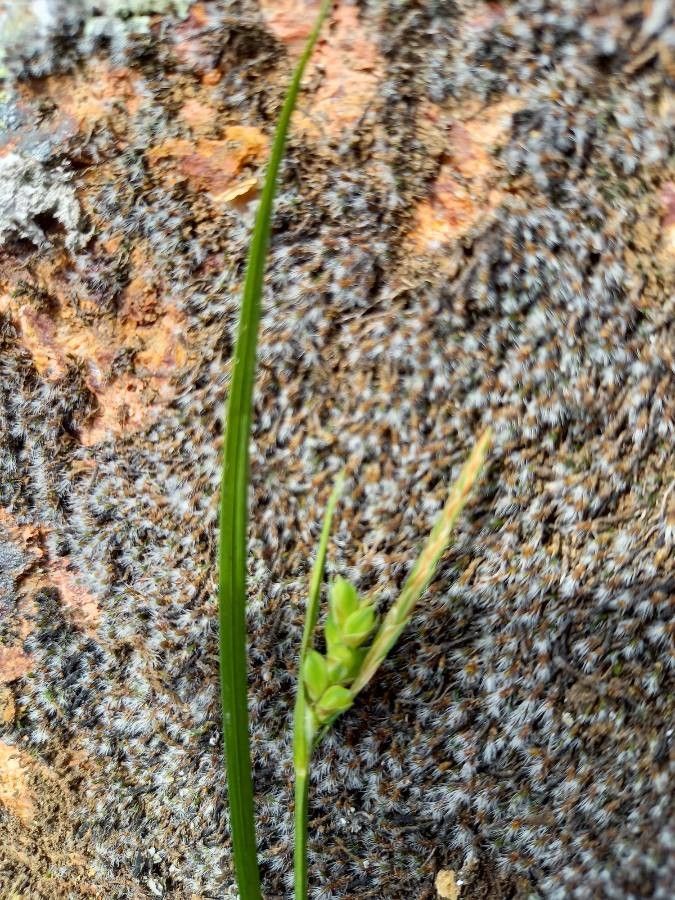 Carex olbiensis flower