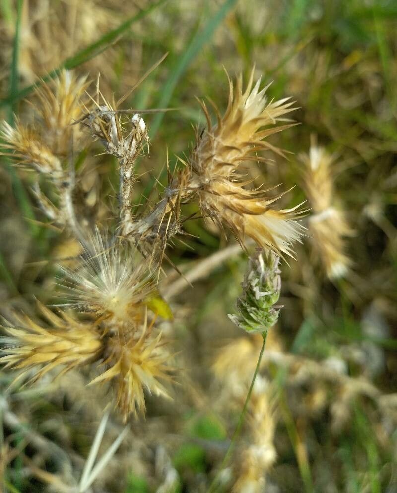 Carduus pycnocephalus fruit