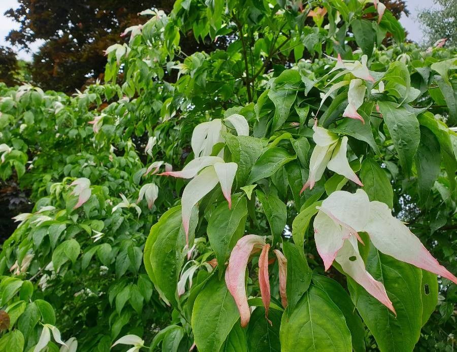 Flacourtia inermis flower