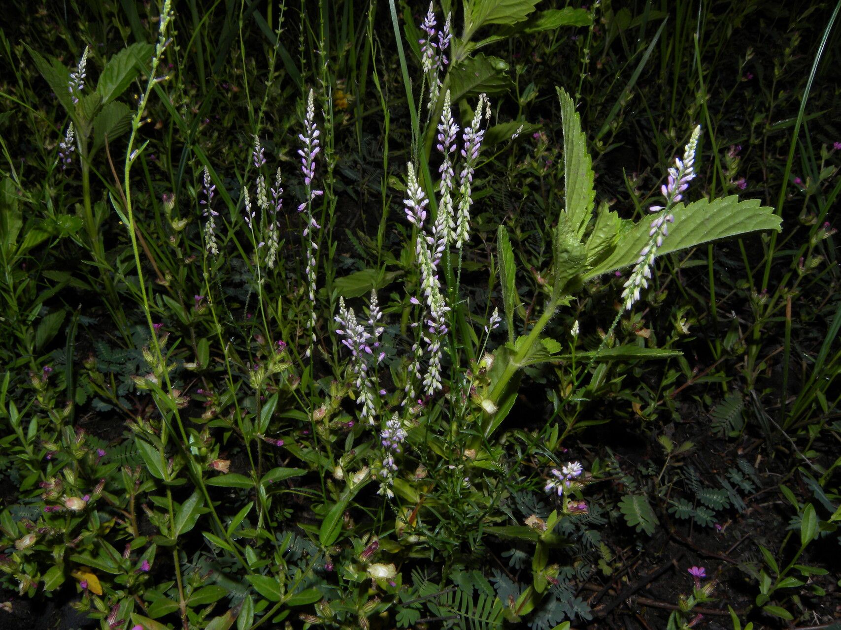 Polygala tenella — search result for 'Polygala'