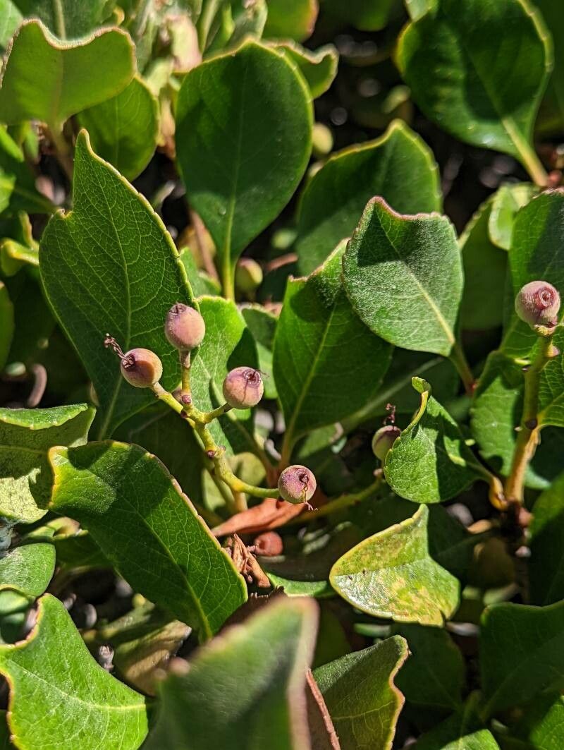 Abelia grandifolia fruit