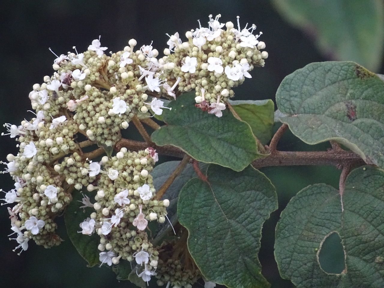 Clerodendrum johnstonii — search result for 'Clerodendrum'