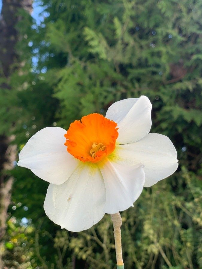Narcissus × medioluteus flower