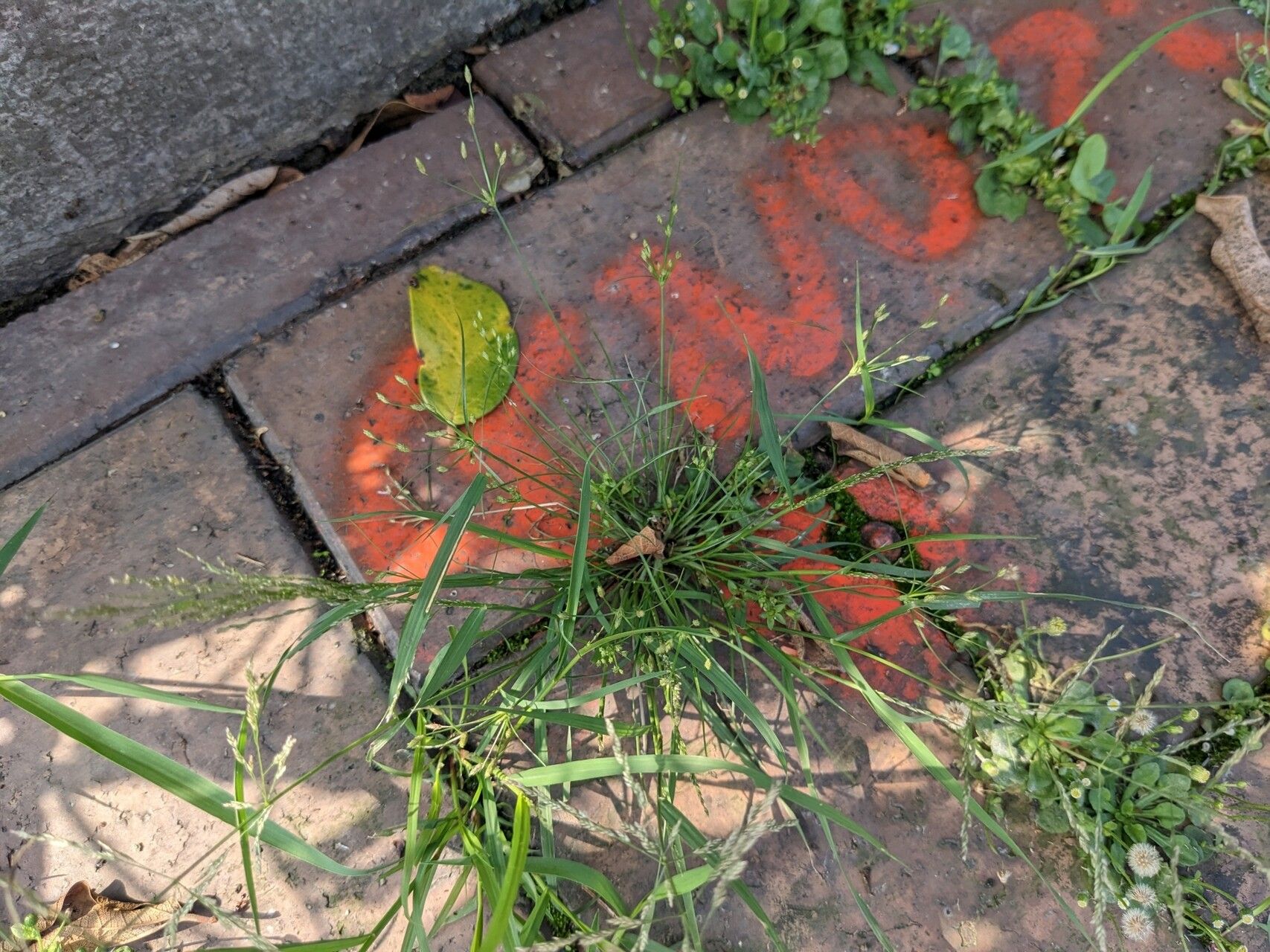 Fimbristylis aestivalis habit