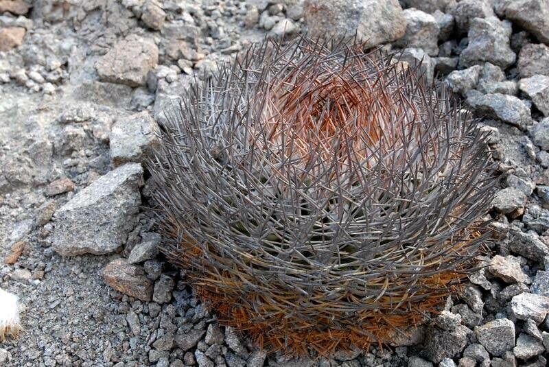 Eriosyce rodentiophila leaf