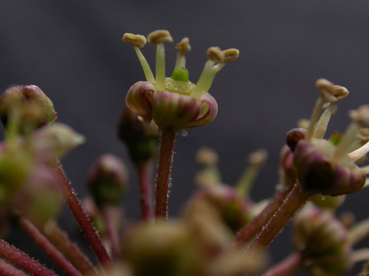 Eleutherococcus cissifolius habit