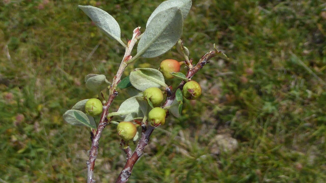 Cotoneaster tomentosus — houseplant care guide