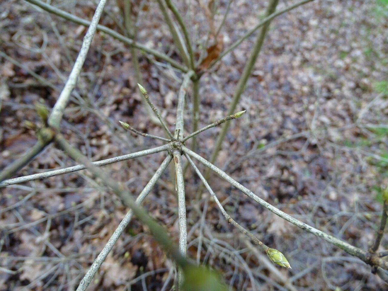 Rhododendron eastmanii bark