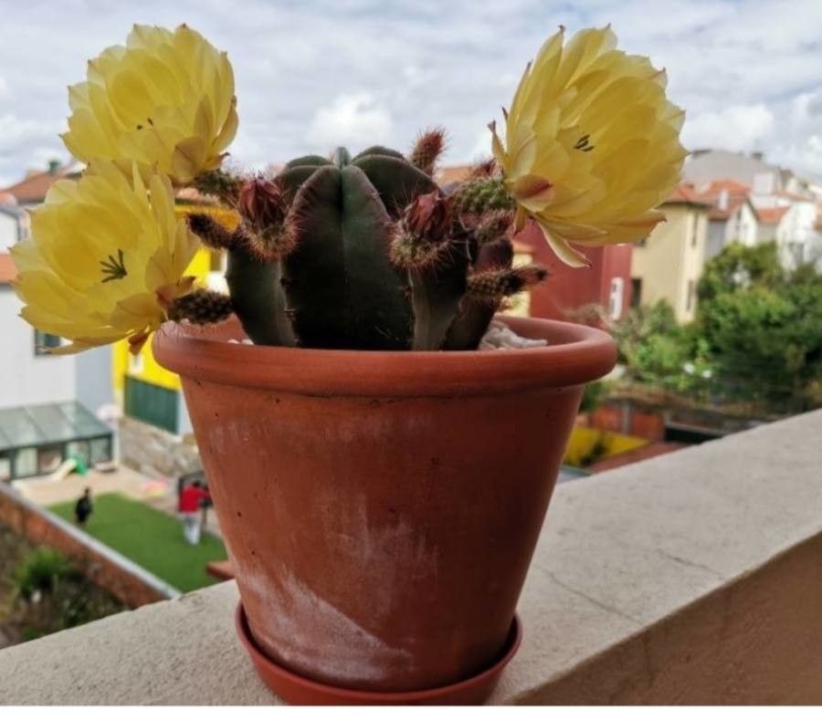 Echinocereus subinermis flower
