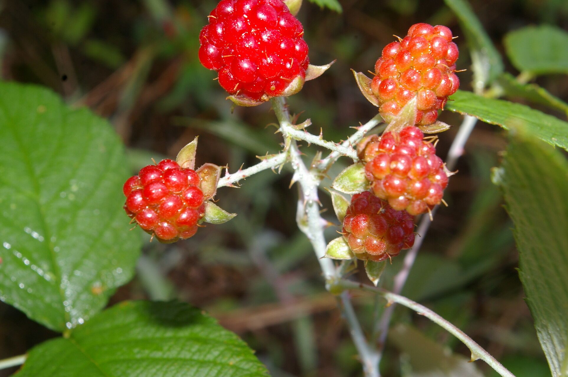 Rubus glaucus fruit