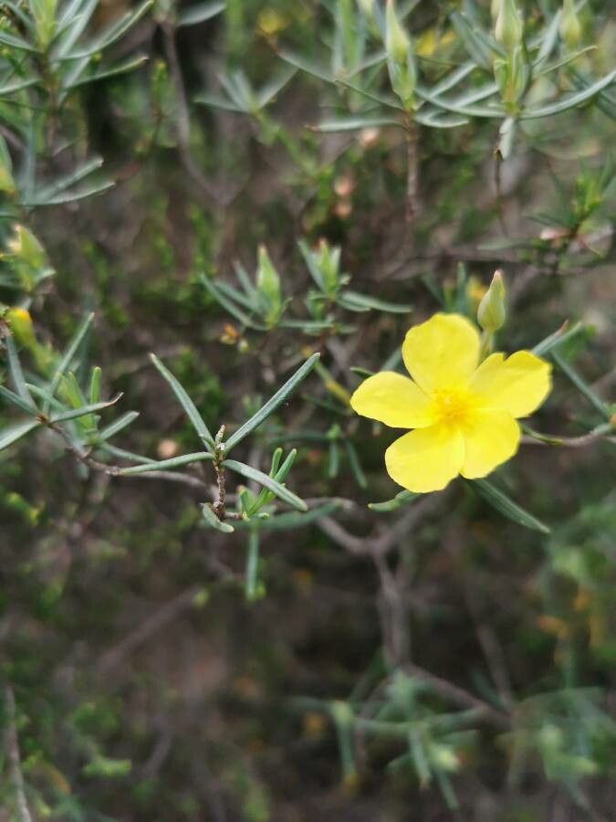 Cistus calycinus — related species from the same genus