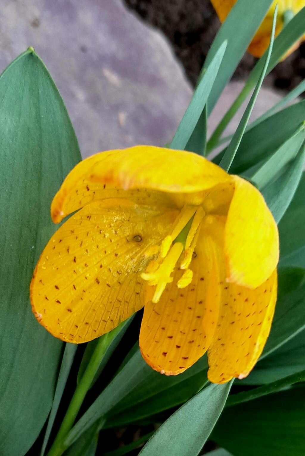 Fritillaria aurea — houseplant care guide