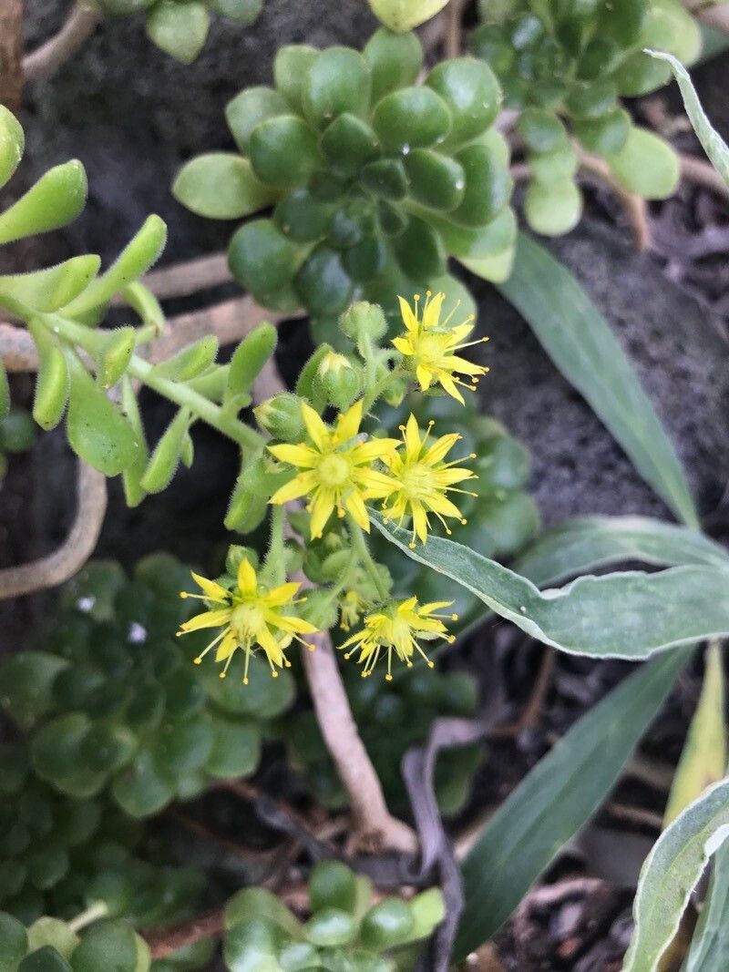 Aeonium lindleyi flower