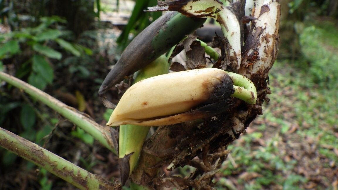 Rhaphidophora bogneri