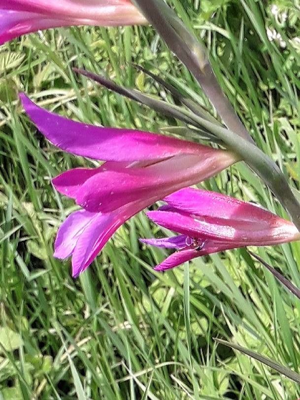 Gladiolus italicus flower