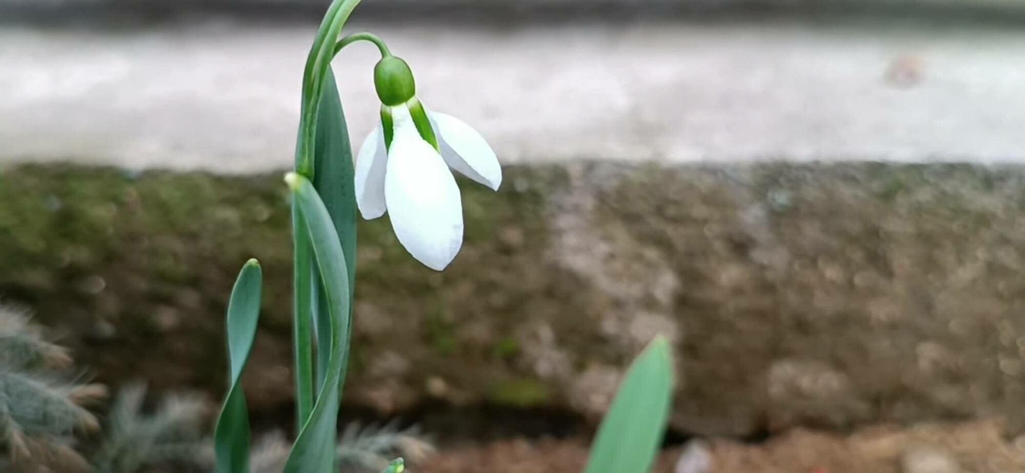 Galanthus gracilis
