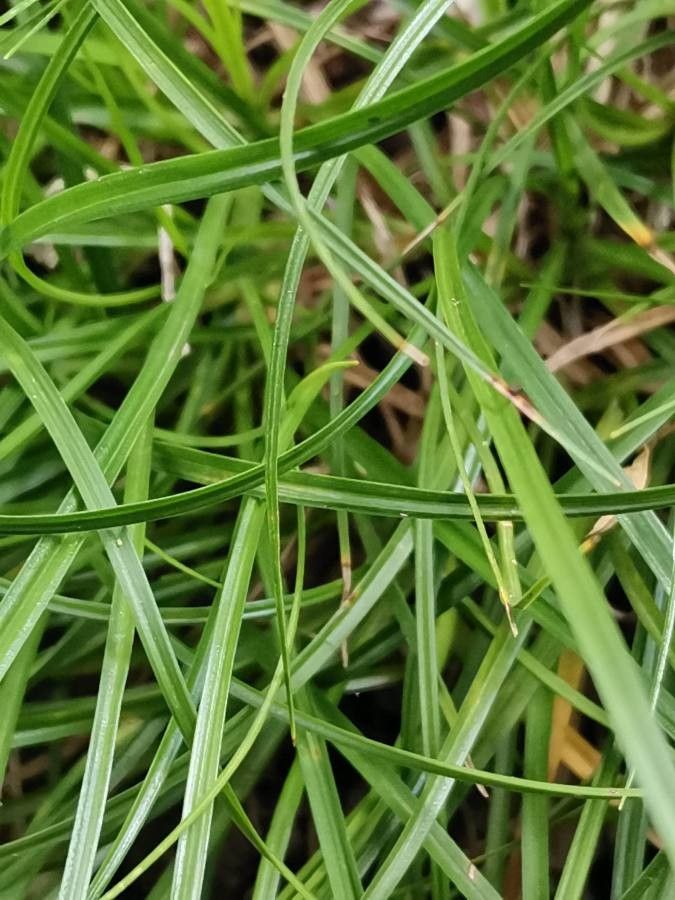 Carex umbrosa leaf