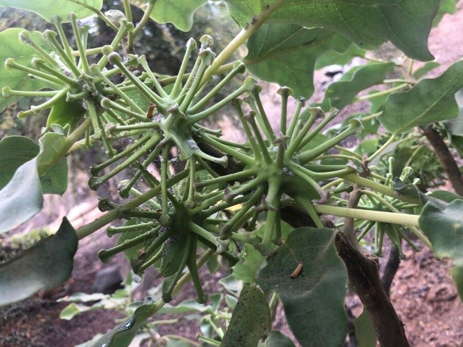 Uncarina stellulifera fruit