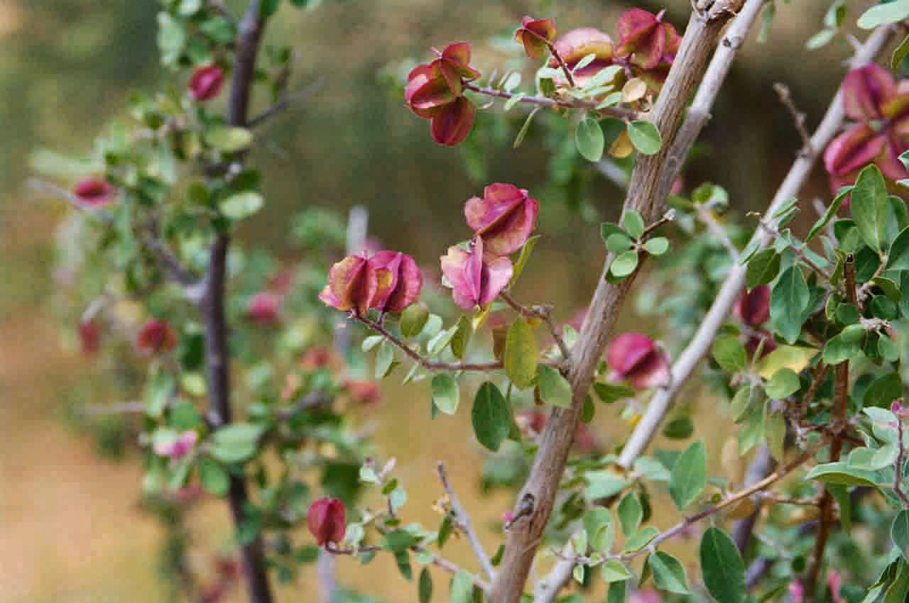 Combretum aculeatum fruit