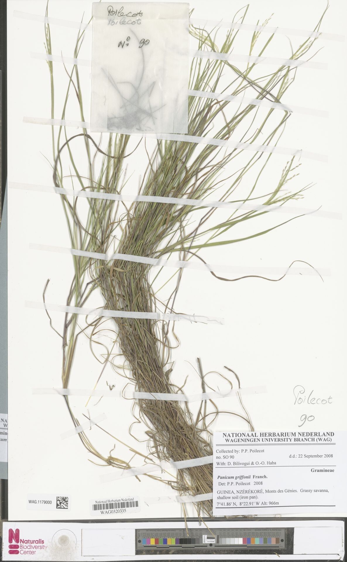 Panicum griffonii — houseplant care guide