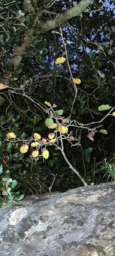 Salix tarraconensis — search result for 'Salicaceae'