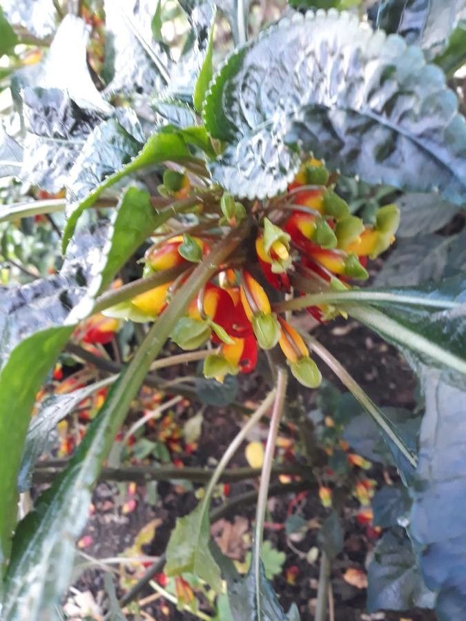 Impatiens niamniamensis flower