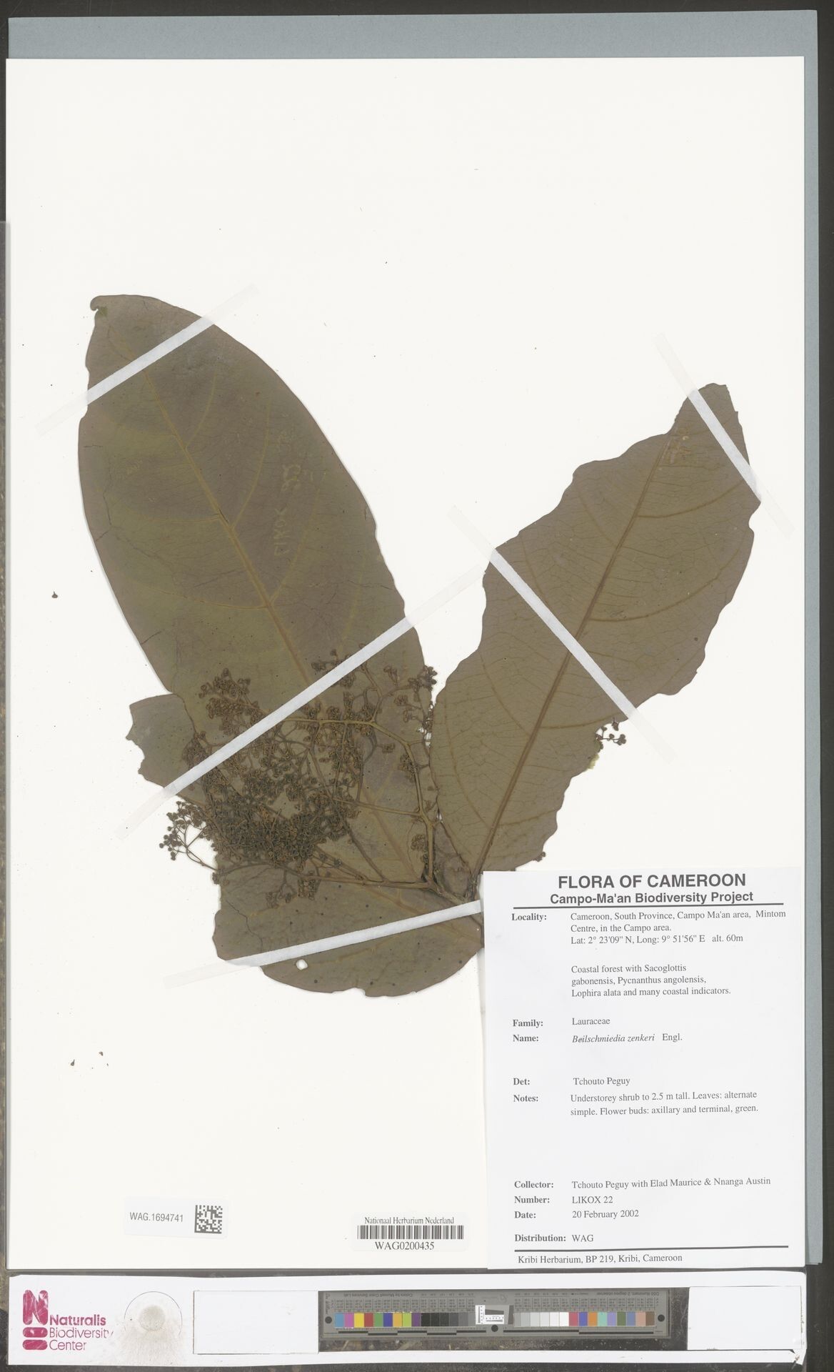 Beilschmiedia zenkeri — houseplant care guide