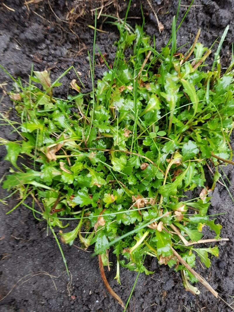 Lobelia jasionoides — houseplant care guide