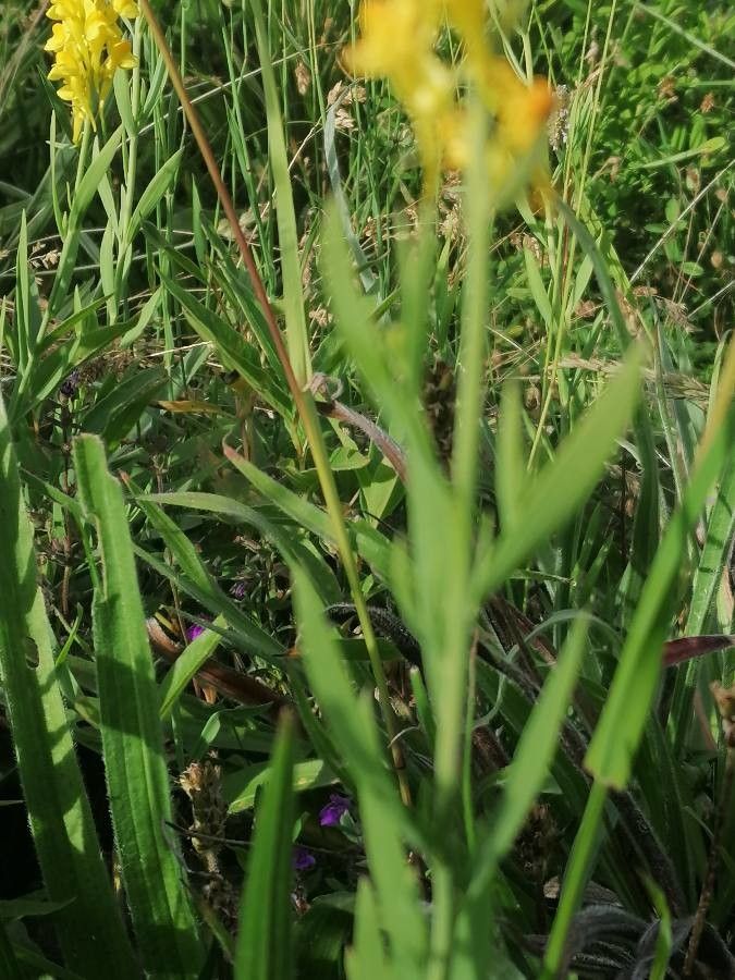 Linaria angustissima — search result for 'Linaria'