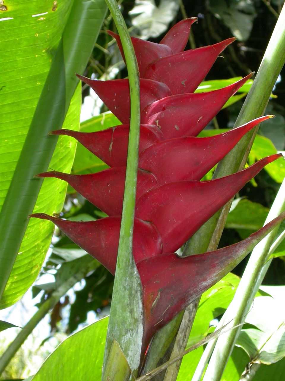 Heliconia caribaea flower
