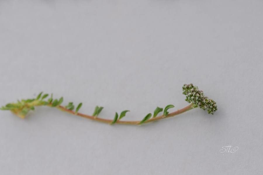 Corrigiola litoralis habit