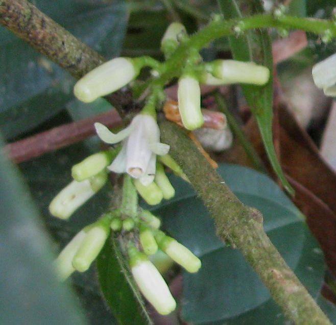 Guarea chiricana flower